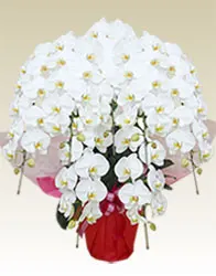 7本立胡蝶蘭ギフト（プラチナ・白色）