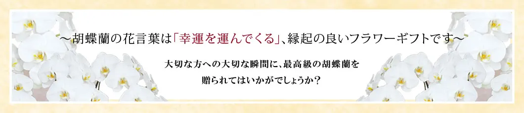 〜胡蝶蘭の花言葉は｢幸運を運んでくる｣､縁起の良いフラワーギフトです〜大切な方への大切な瞬間に､最高級の胡蝶蘭を贈られてはいかがでしょうか？