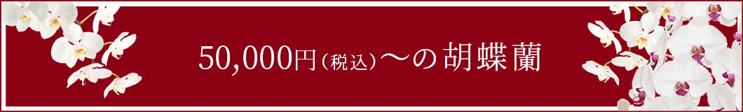 5万円～の胡蝶蘭