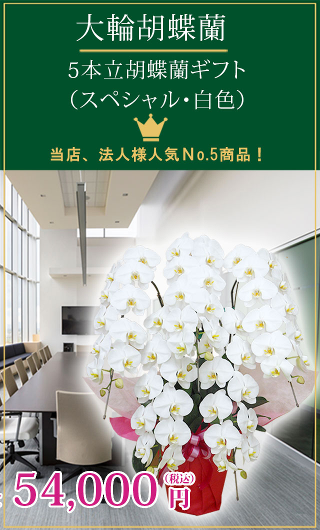 胡蝶蘭スペシャル白色５本立 胡蝶蘭の販売 通販 お祝い 贈答 ギフトのオアシス